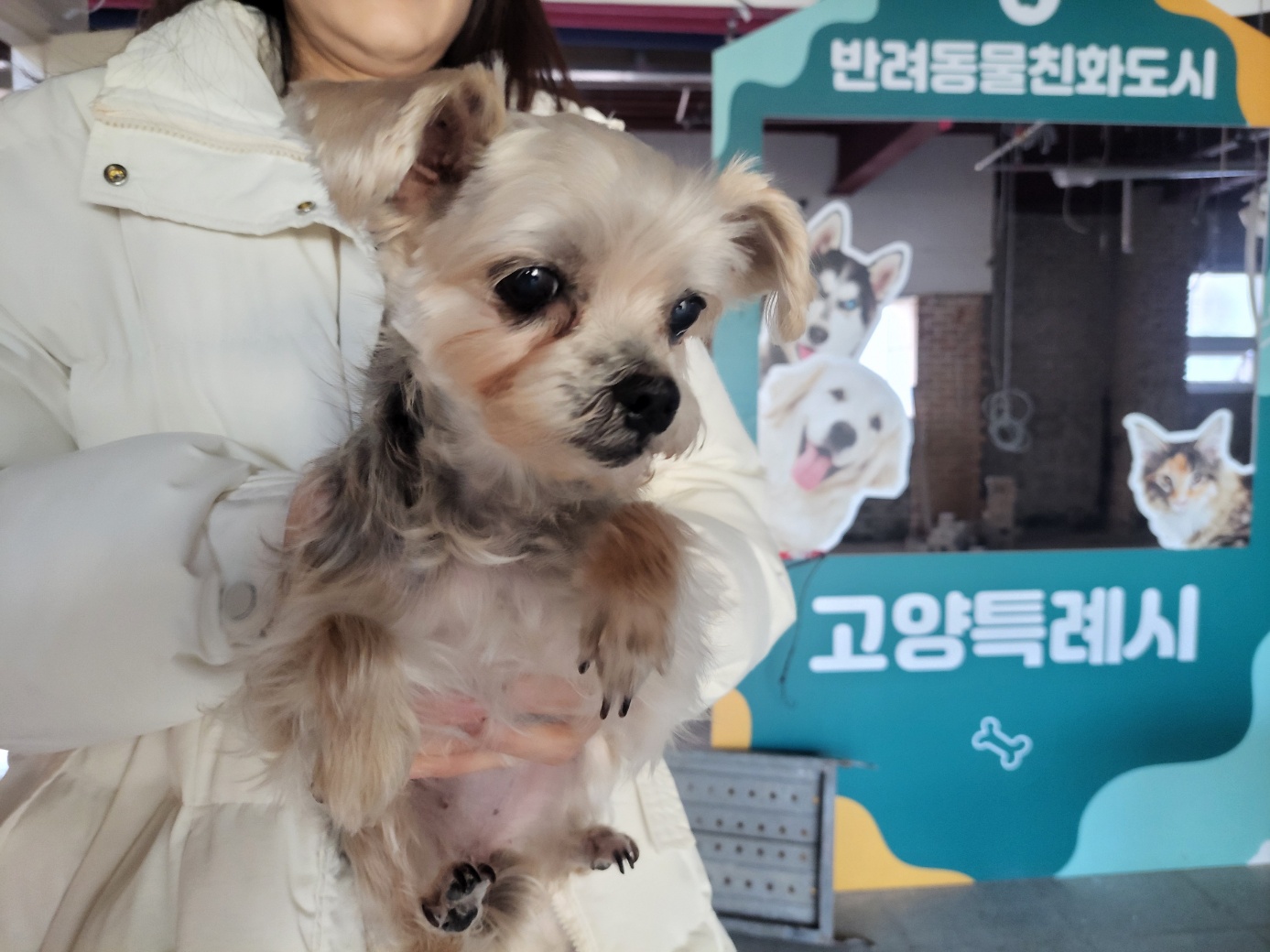 요크셔 테리어 이미지 파일 입니다.